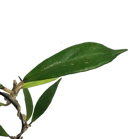 Hoya, 5in Hoop, Pubicalyx