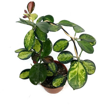 Load image into Gallery viewer, Hoya, 5in Hoop, Australis Lisa
