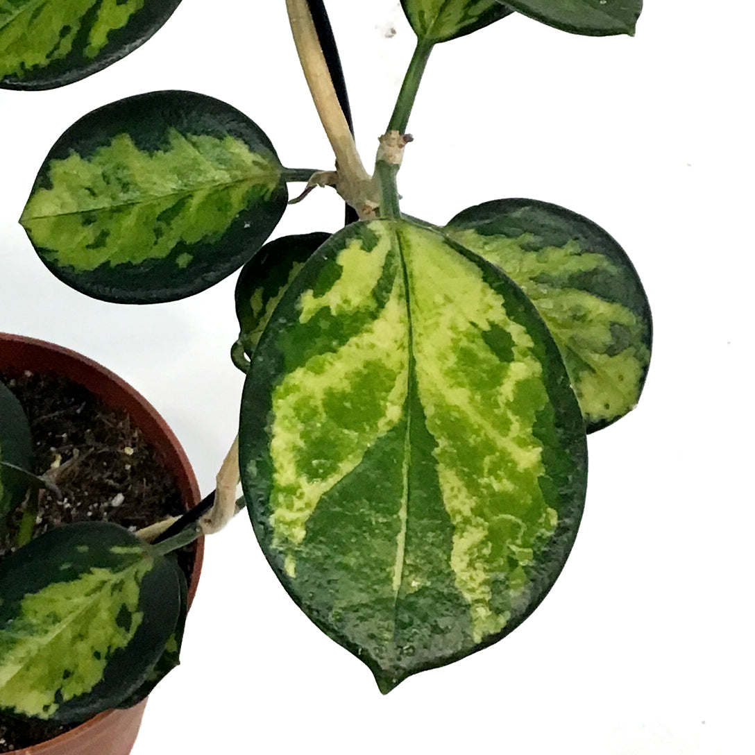 Hoya, 5in Hoop, Australis Lisa