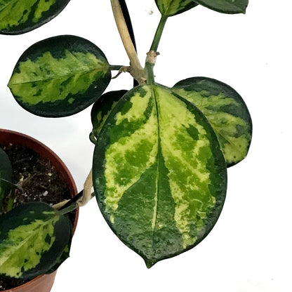 Hoya, 5in Hoop, Australis Lisa