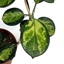 Load image into Gallery viewer, Hoya, 5in Hoop, Australis Lisa
