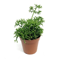 Load image into Gallery viewer, Cactus, 4in, Rhipsalis Capilliformis
