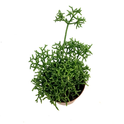 Cactus, 4in, Rhipsalis Capilliformis