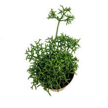Load image into Gallery viewer, Cactus, 4in, Rhipsalis Capilliformis
