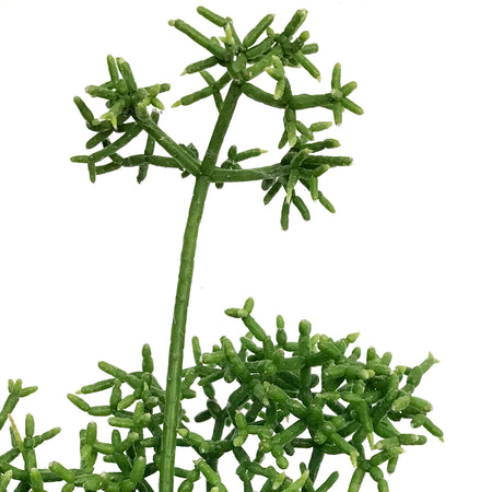Cactus, 4in, Rhipsalis Capilliformis
