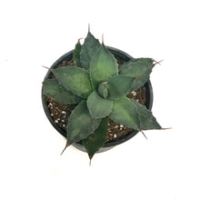 Load image into Gallery viewer, Agave, 6in, Parryi
