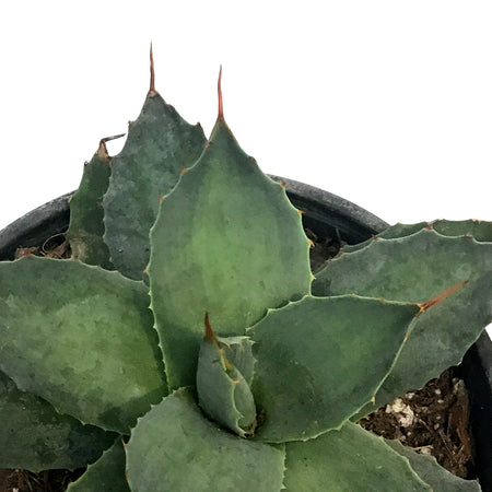 Agave, 6in, Parryi