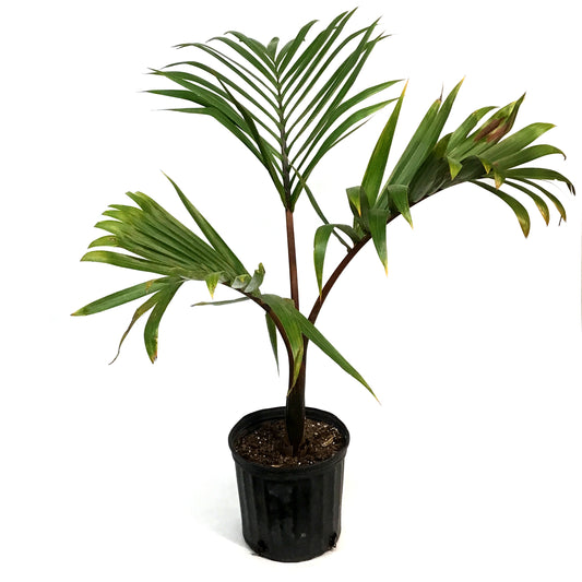 Palm, 10in, Hyophorbe Bottle