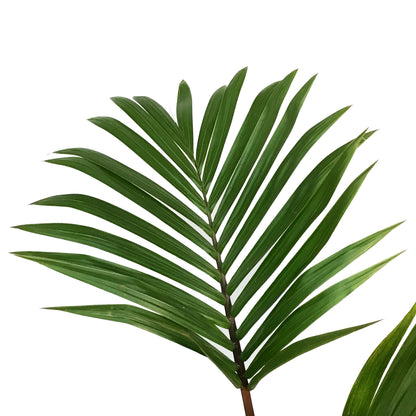 Palm, 10in, Hyophorbe Bottle