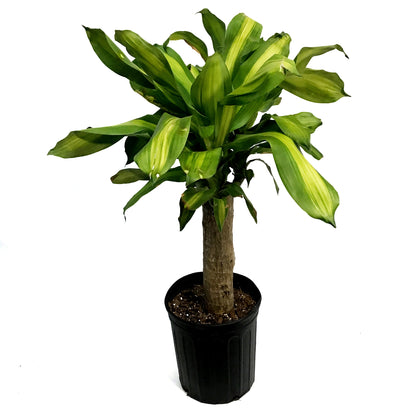 Dracaena, 10in, Mass Cane Single