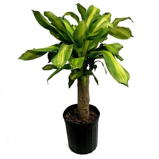Dracaena, 10in, Mass Cane Single