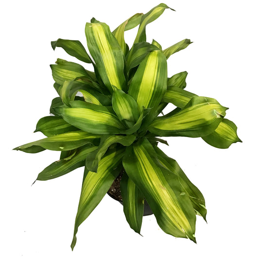 Dracaena, 10in, Mass Cane Single