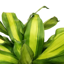 Load image into Gallery viewer, Dracaena, 10in, Mass Cane Single
