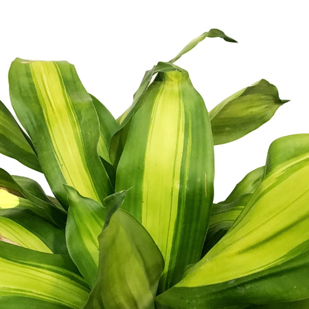 Dracaena, 10in, Mass Cane Single