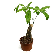 Load image into Gallery viewer, Pachira, 6in, Money Tree Stump
