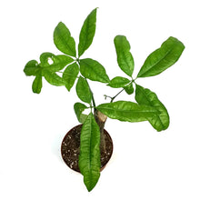 Load image into Gallery viewer, Pachira, 6in, Money Tree Stump
