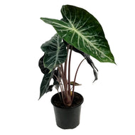 Alocasia, 6in, Pink Princess