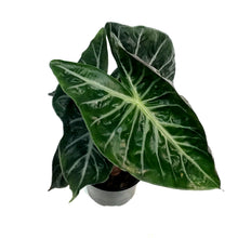 Load image into Gallery viewer, Alocasia, 6in, Pink Princess
