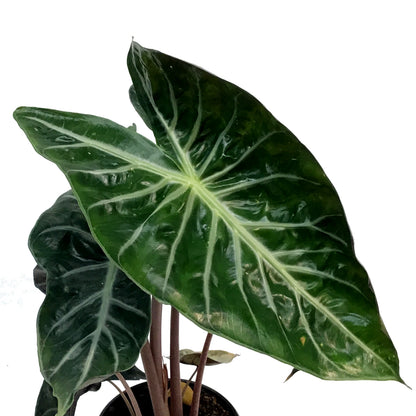 Alocasia, 6in, Pink Princess