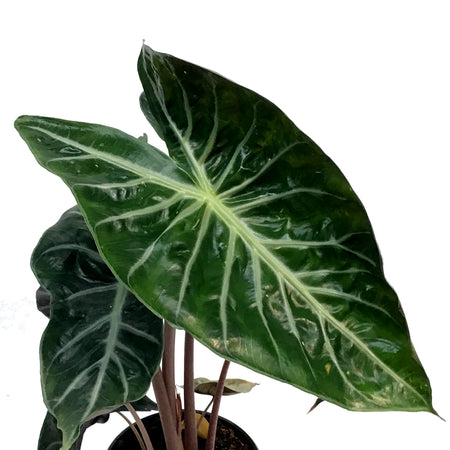 Alocasia, 6in, Pink Princess