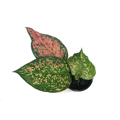 Aglaonema, 4in, Ruby Ray