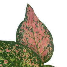 Load image into Gallery viewer, Aglaonema, 4in, Ruby Ray
