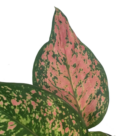 Aglaonema, 4in, Ruby Ray