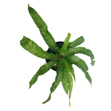 Load image into Gallery viewer, Fern, 4in, Asplenium Huricane
