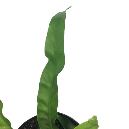 Fern, 4in, Asplenium Huricane