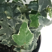 Load image into Gallery viewer, Ivy, 4in, Glacier
