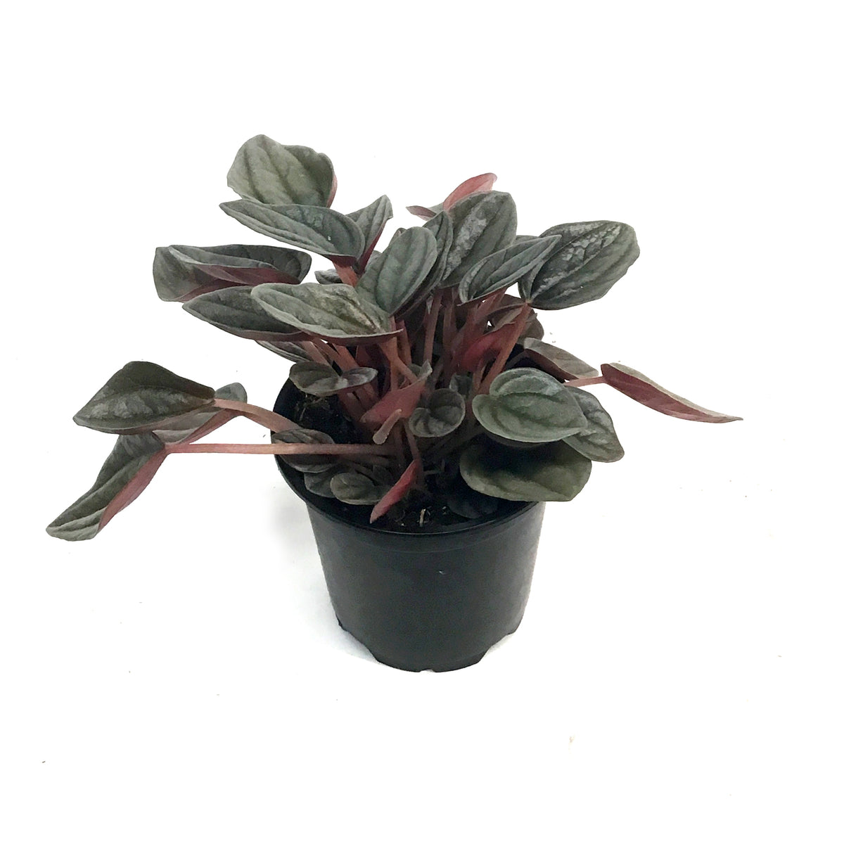 Peperomia, 4in,Santorini