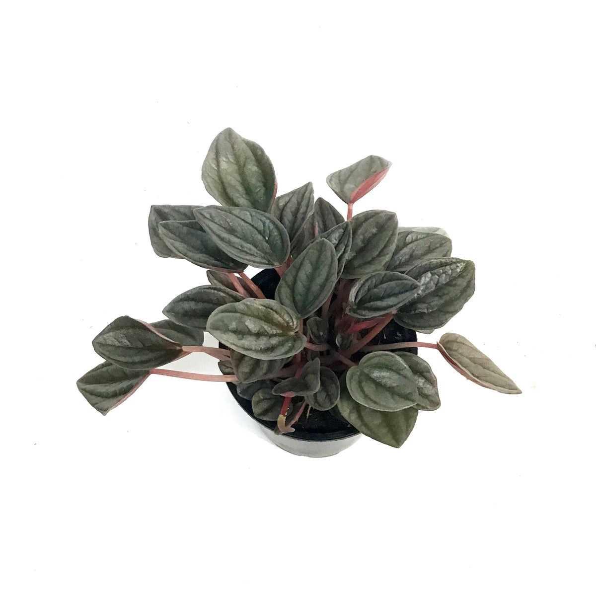 Peperomia, 4in,Santorini