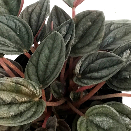 Peperomia, 4in,Santorini