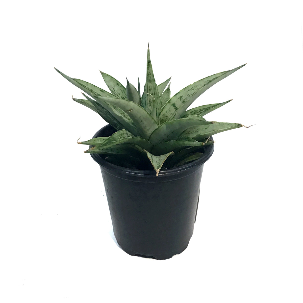 Sansevieria, 3.5in, Cinta White