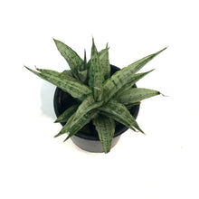 Load image into Gallery viewer, Sansevieria, 3.5in, Cinta White
