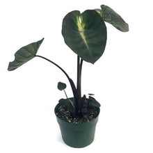 Load image into Gallery viewer, Colocasia, 6in, Black Stem
