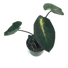 Load image into Gallery viewer, Colocasia, 6in, Black Stem
