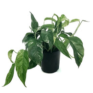 Epipremnum Pinnatum, 6in Marble