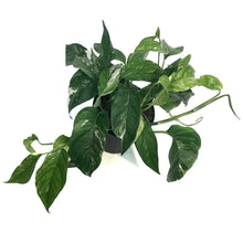 Load image into Gallery viewer, Epipremnum Pinnatum, 6in Marble
