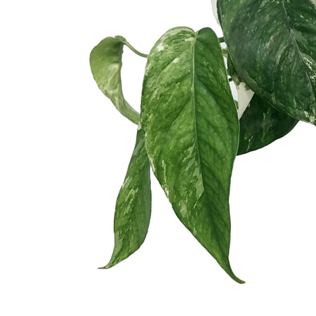 Epipremnum Pinnatum, 6in Marble
