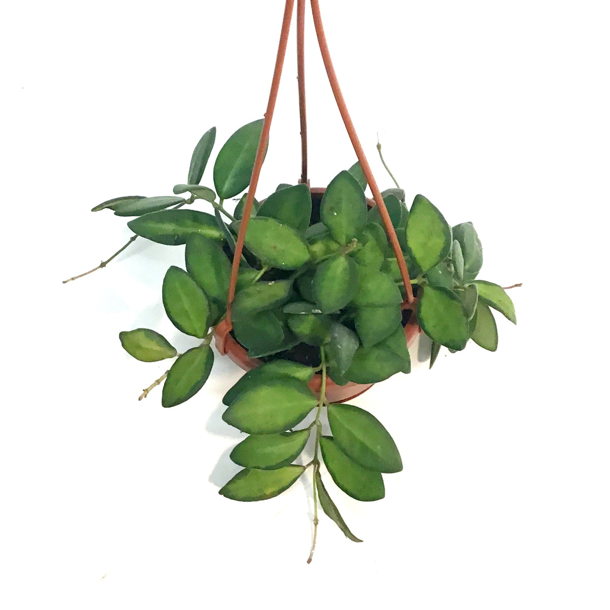 Hoya, 4in,  Hanging Basket Neon DS-70