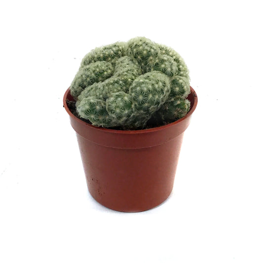 Cactus, 2.5in, Brain