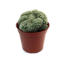 Load image into Gallery viewer, Cactus, 2.5in, Brain
