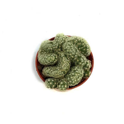Cactus, 2.5in, Brain