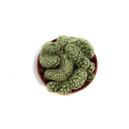Cactus, 2.5in, Brain