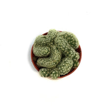 Load image into Gallery viewer, Cactus, 2.5in, Brain
