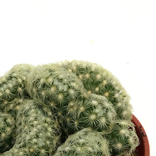 Load image into Gallery viewer, Cactus, 2.5in, Brain
