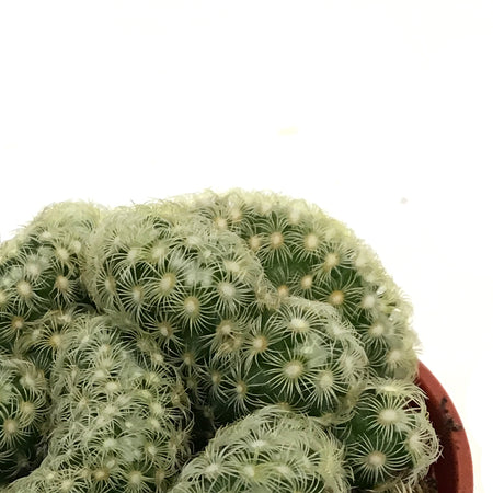 Cactus, 2.5in, Brain