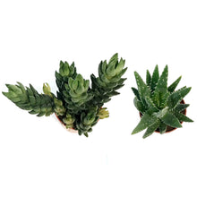 Load image into Gallery viewer, Succulent, 3.25in, Haworthia &amp; Aloe Mix
