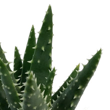 Load image into Gallery viewer, Succulent, 3.25in, Haworthia &amp; Aloe Mix
